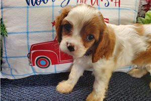 Tracey - Cavalier King Charles Spaniel for sale