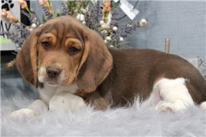 Bailey - Beagle for sale