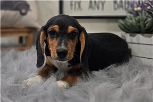 Chester - Beagle for sale