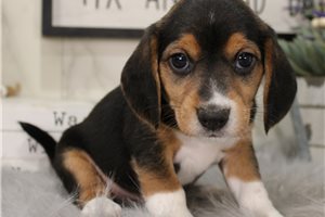 Eleanor - Beagle for sale