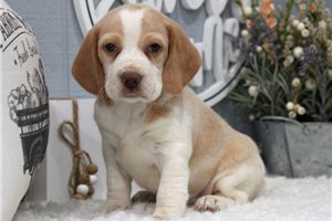 Maisey - Beagle for sale