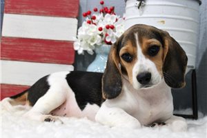 Maryanne - Beagle for sale