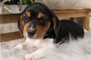 Evelyn - Beagle for sale