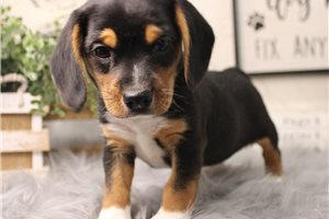 Chester - Beagle for sale