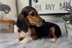 Eleanor - puppy for sale