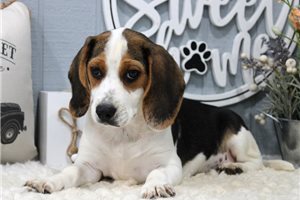Mia - Beagle for sale