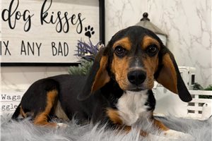 Chester - Beagle for sale