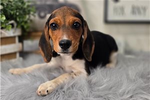 Evelyn - puppy for sale