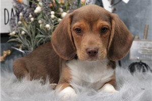 Balto - Beagle for sale