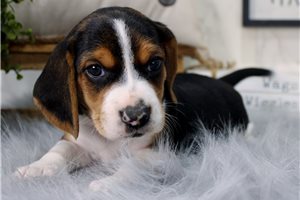 Elvin - Beagle for sale
