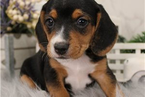 Erma - Beagle for sale