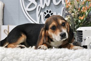 Hopper - Beagle for sale