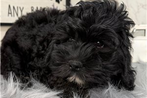 Delilah - Cockapoo for sale