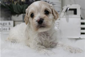 Adam - puppy for sale