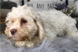 Aurora - Cockapoo for sale