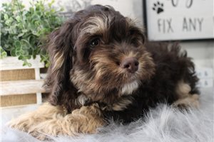 Arthur - Cockapoo for sale