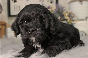 Delilah - Cockapoo for sale