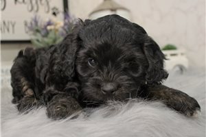 Diane - Cockapoo for sale