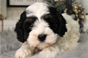 Dottie - puppy for sale