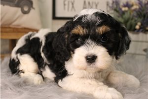 Dora - Cockapoo for sale