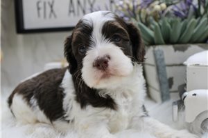 Aria - puppy for sale