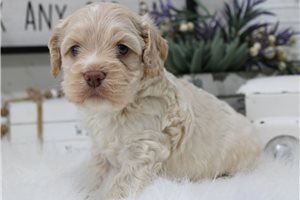 Amelia - puppy for sale