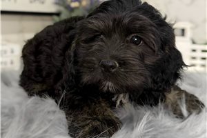 Diane - Cockapoo for sale