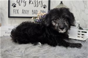 Top 6 Corgipoo Puppies for Sale in Vermont | Pawrade.com