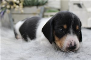 Belladonna - puppy for sale