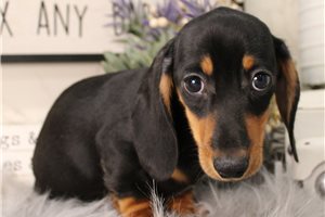 Beckett - Dachshund, Mini for sale