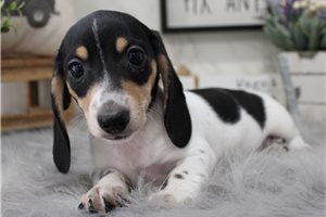 Beethoven - puppy for sale