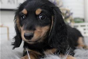 Beaumont - puppy for sale