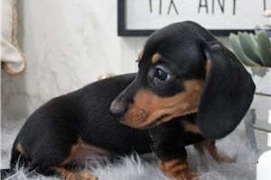 Beckett - Dachshund, Mini for sale