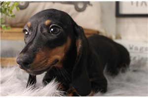 Beauregard - Dachshund, Mini for sale