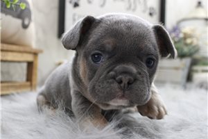 Eduardo - French Bulldog for sale