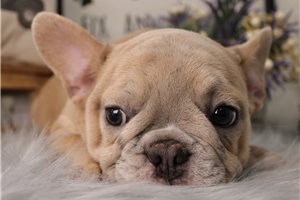 Emiko - French Bulldog for sale