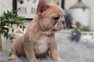 Emiko - French Bulldog for sale