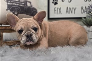 Emiko - French Bulldog for sale