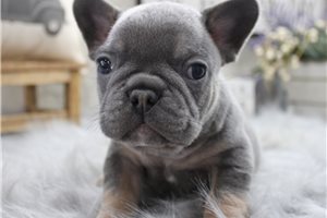 Edmund - French Bulldog for sale