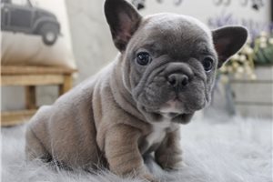 Elena - French Bulldog for sale
