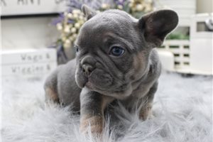 Edwin - French Bulldog for sale