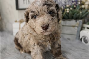 Dane - Poodle, Miniature for sale