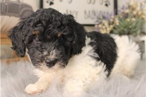 Bandit - puppy for sale
