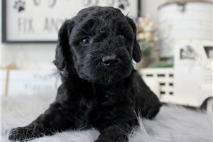 Daphne - Poodle, Miniature for sale