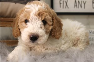 Muffin - Miniature Poodle for sale