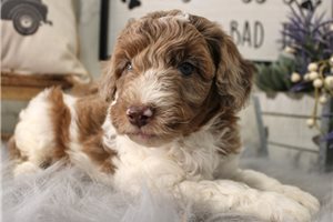 Jack - puppy for sale