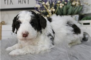 Danica - Poodle, Miniature for sale