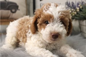 Mackenzie - puppy for sale