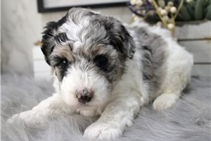 Dani - Poodle, Miniature for sale