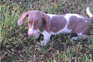 Bella - Dachshund, Mini for sale